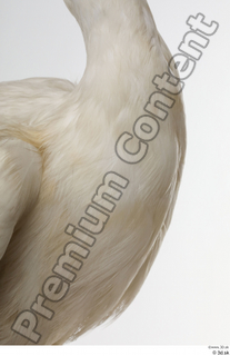 Stork  2 chest neck 0001.jpg